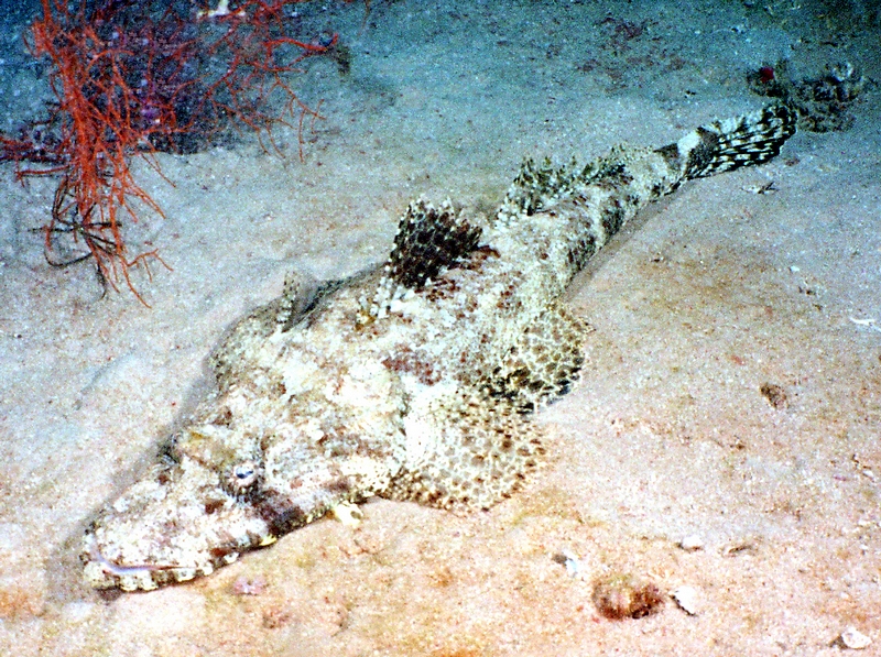 Ras muhammed via terra e il parco nazionale